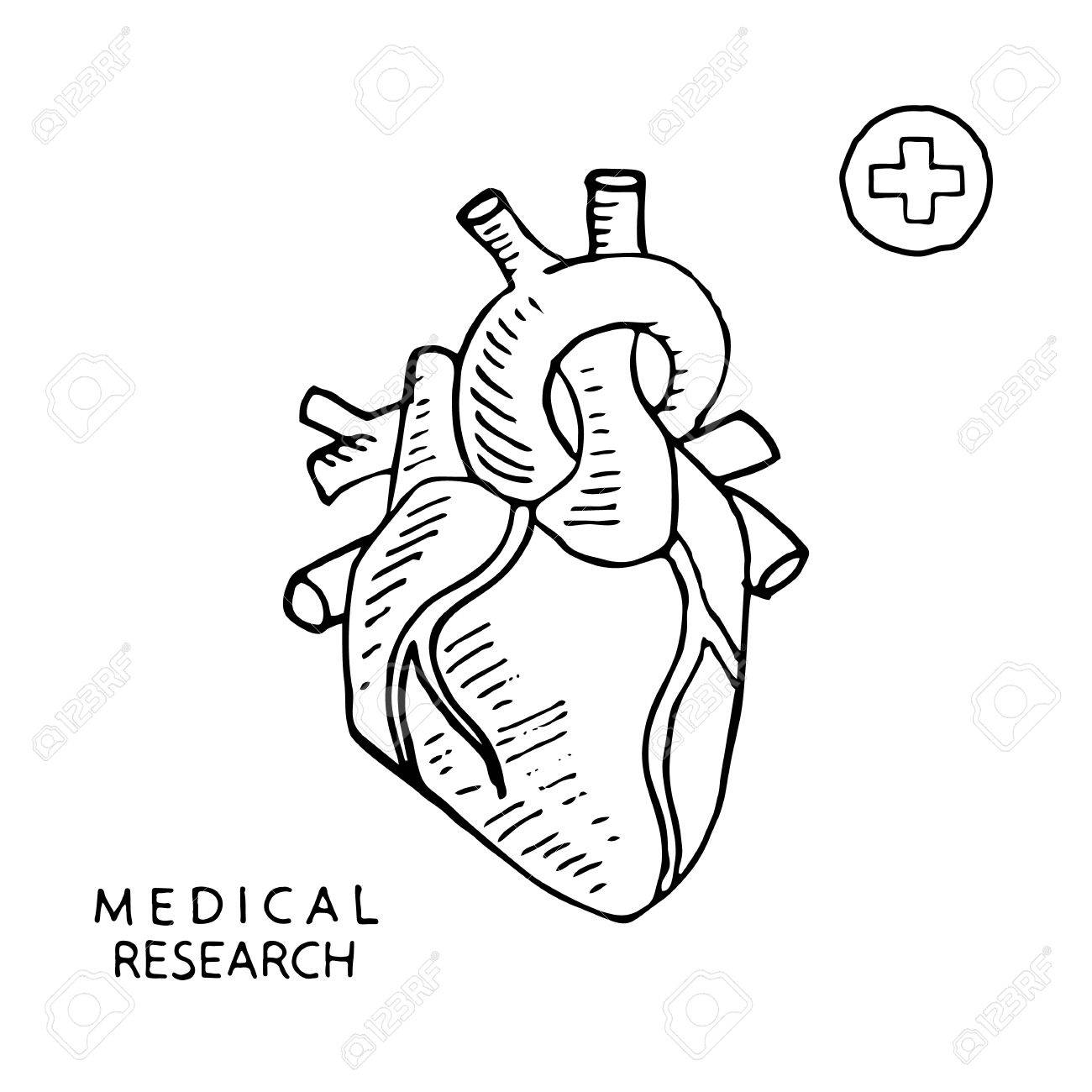 Human Heart Drawing Images at GetDrawings | Free download