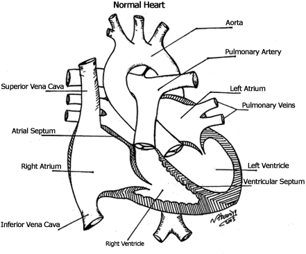 Human Heart Drawing Images at GetDrawings | Free download