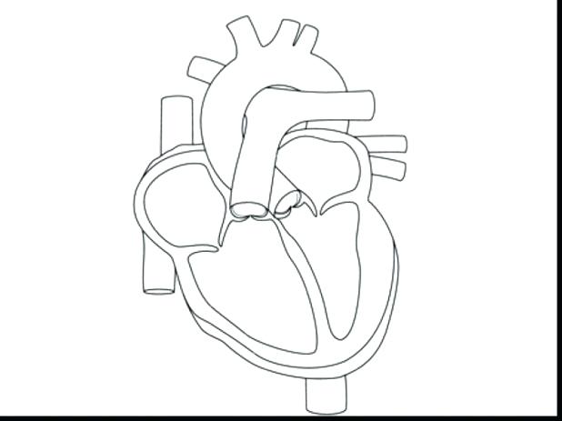 618x463 Coloring Page Of A Heart Human Heart Colouring Pages Cute Bear