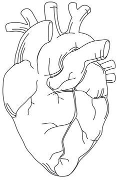 236x359 Gallery Human Heart Drawing Outline,