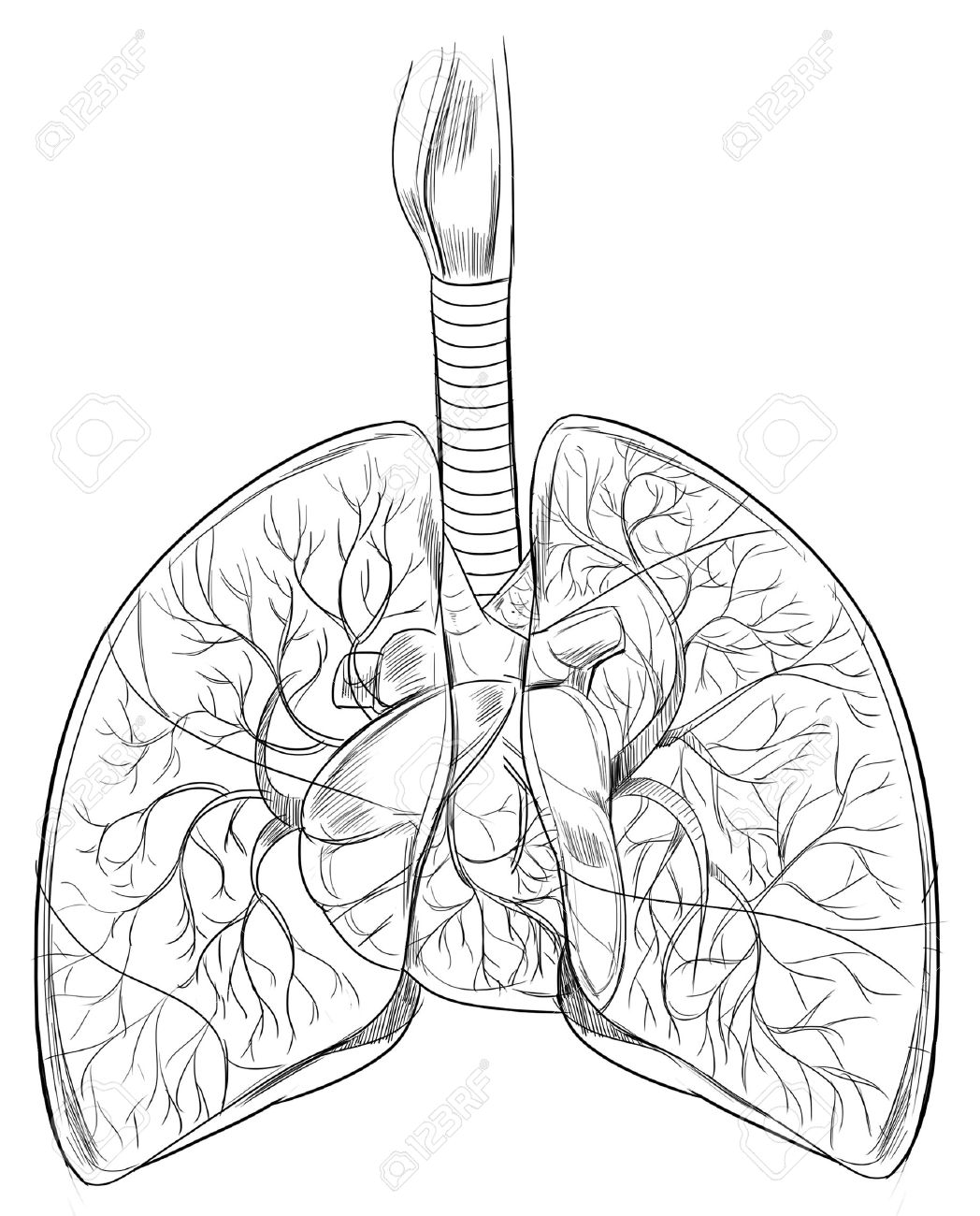 Human Heart Drawing Outline at GetDrawings | Free download