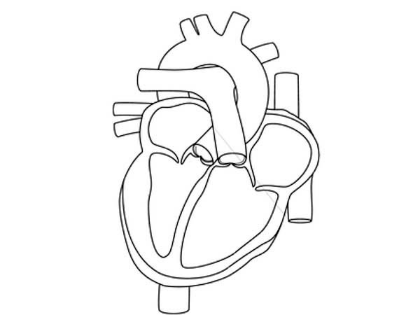 Human Heart Drawing Outline at GetDrawings | Free download