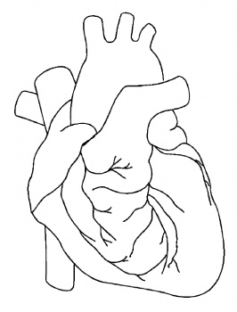 266x350 Anatomical Heart Drawings Drawing The Human Body Coloring