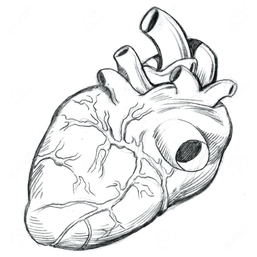 Human Heart Drawing Outline at GetDrawings | Free download