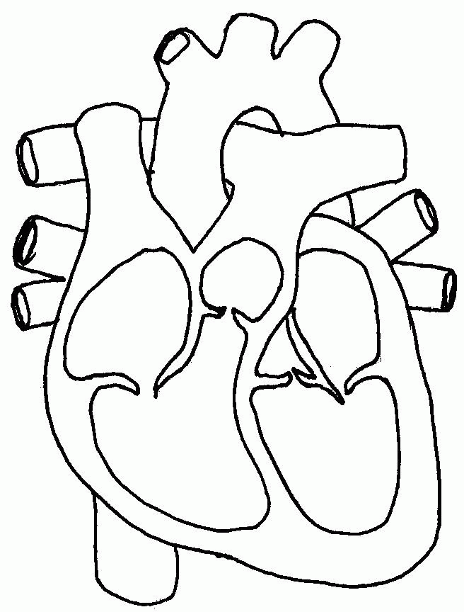 656x864 Real Heart Coloring Pages 337613