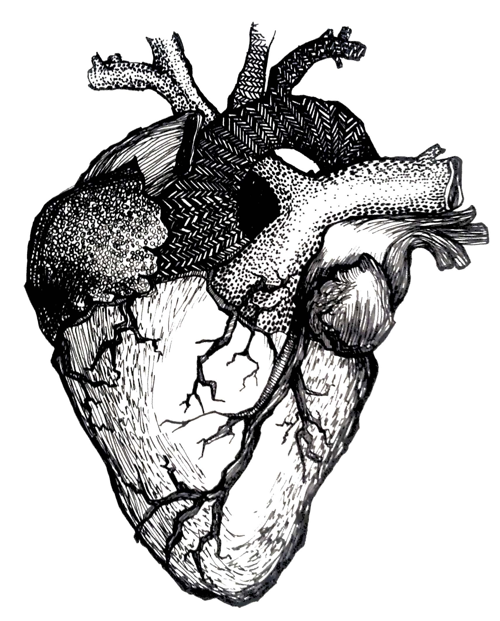 Human Heart Anatomy Skeleton Hand Anatomical Heart Ar - vrogue.co