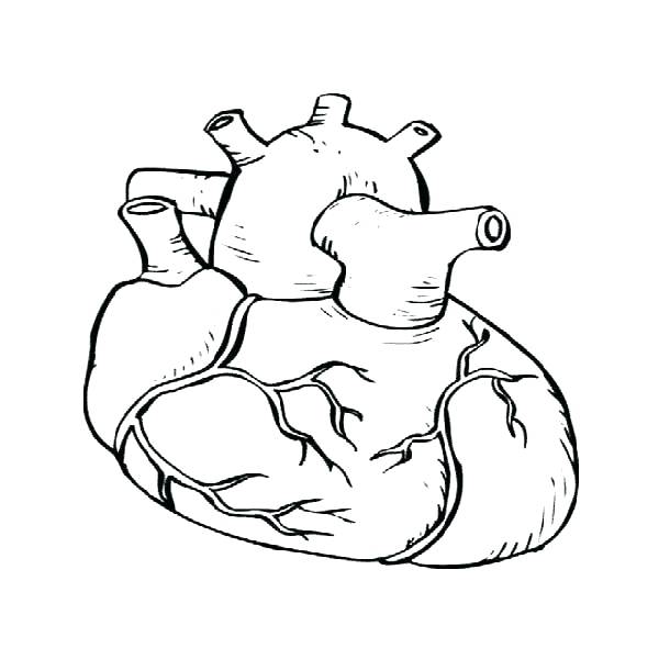 600x600 Heart Anatomy Coloring Pages Heart Anatomy Coloring Pages Healthy
