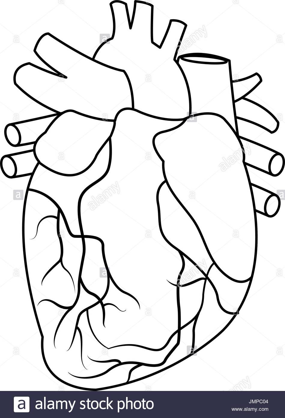 949x1390 Human Heart Black And White Stock Photos Amp Images