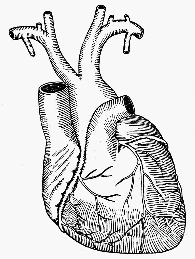 Human Heart Line Drawing at GetDrawings | Free download