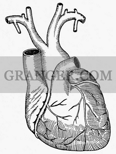 376x500 Image Of Human Heart.