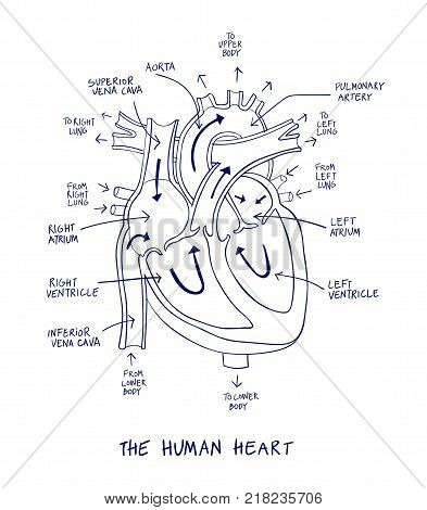 393x470 Sketch Human Heart Anatomy On Blue Vector Amp Photo Bigstock
