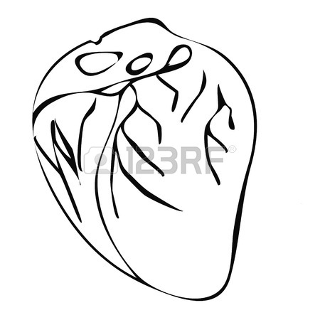 450x450 Human Heart Amatomy.heart Hand Drawing Vintage Style Royalty Free