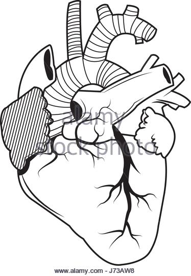 374x540 Human Heart Black And White Stock Photos Amp Images