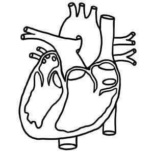 300x300 Human Heart Coloring Pages