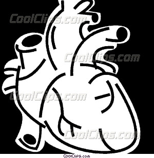 300x308 Anatomical Heart Drawing Outline Images Free Download