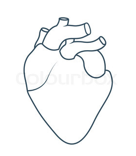 279x320 Drawing Of Stylized Human Heart. Outline Design Object Stock