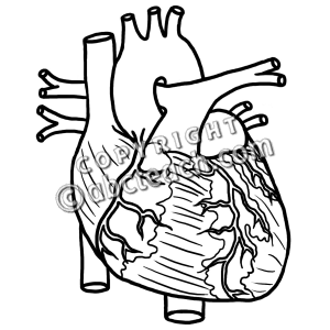 300x300 Human Heart Clipart Black And White