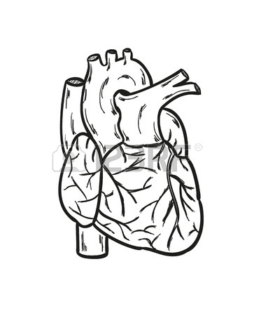 363x450 Sketch Of The Human Heart On The White Background, Isolated
