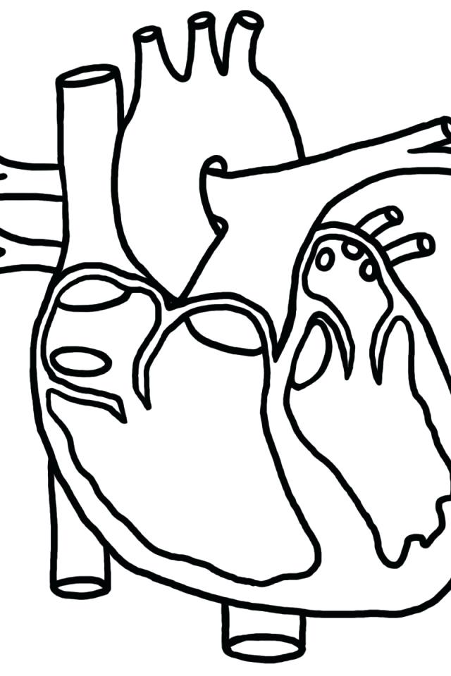 640x960 Anatomical Heart Coloring Pages
