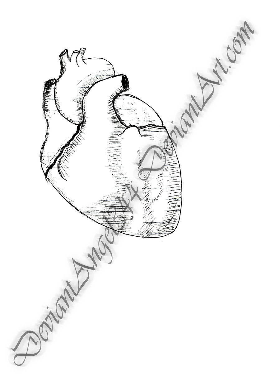 900x1238 Human Heart Lineart By Deviantangel344