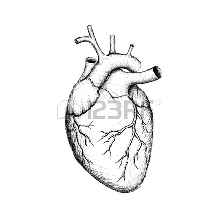 450x450 Human Heart Stock Photos. Royalty Free Business Images