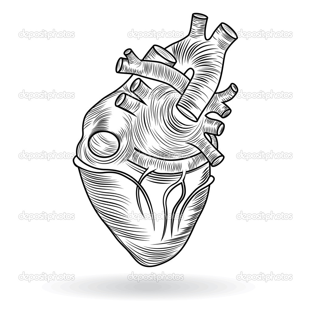 1024x1024 Real Heart Drawing Clipart Panda