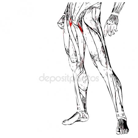 450x450 Adductor Longus Human Upper Legs Stock Photo Design36