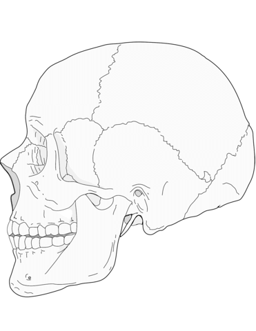 371x480 Human Skull Side View Coloring Page Free Printable Coloring Pages