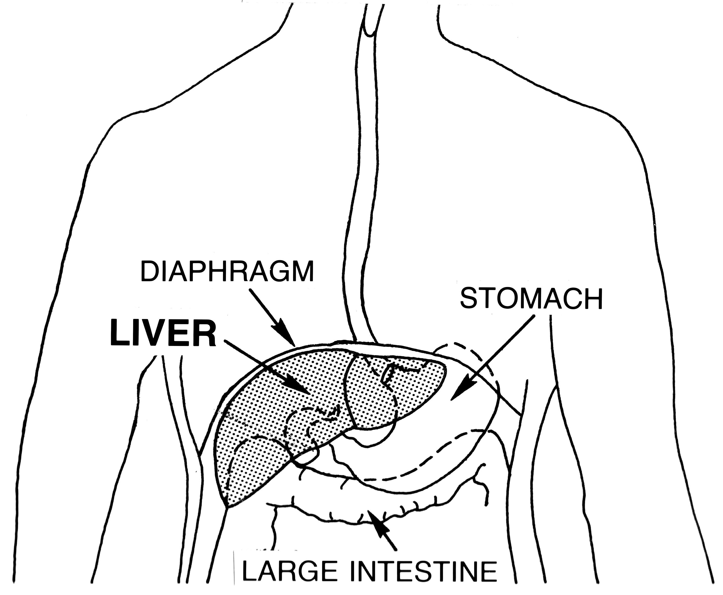Печень на теле человека. Печень и диафрагма расположение. Печень расположение под диафрагмой. Диафрагма и печень человека.