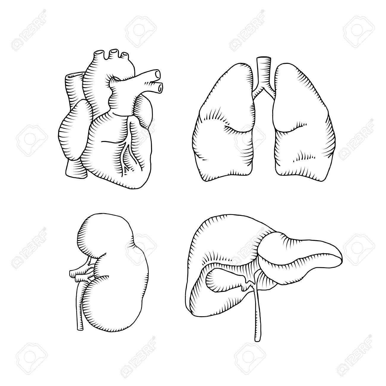 1300x1300 Human Organs. Heart Liver Kidneys Lungs. Vector Illustration