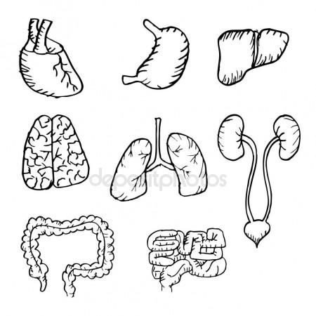 Human Liver Drawing at GetDrawings | Free download