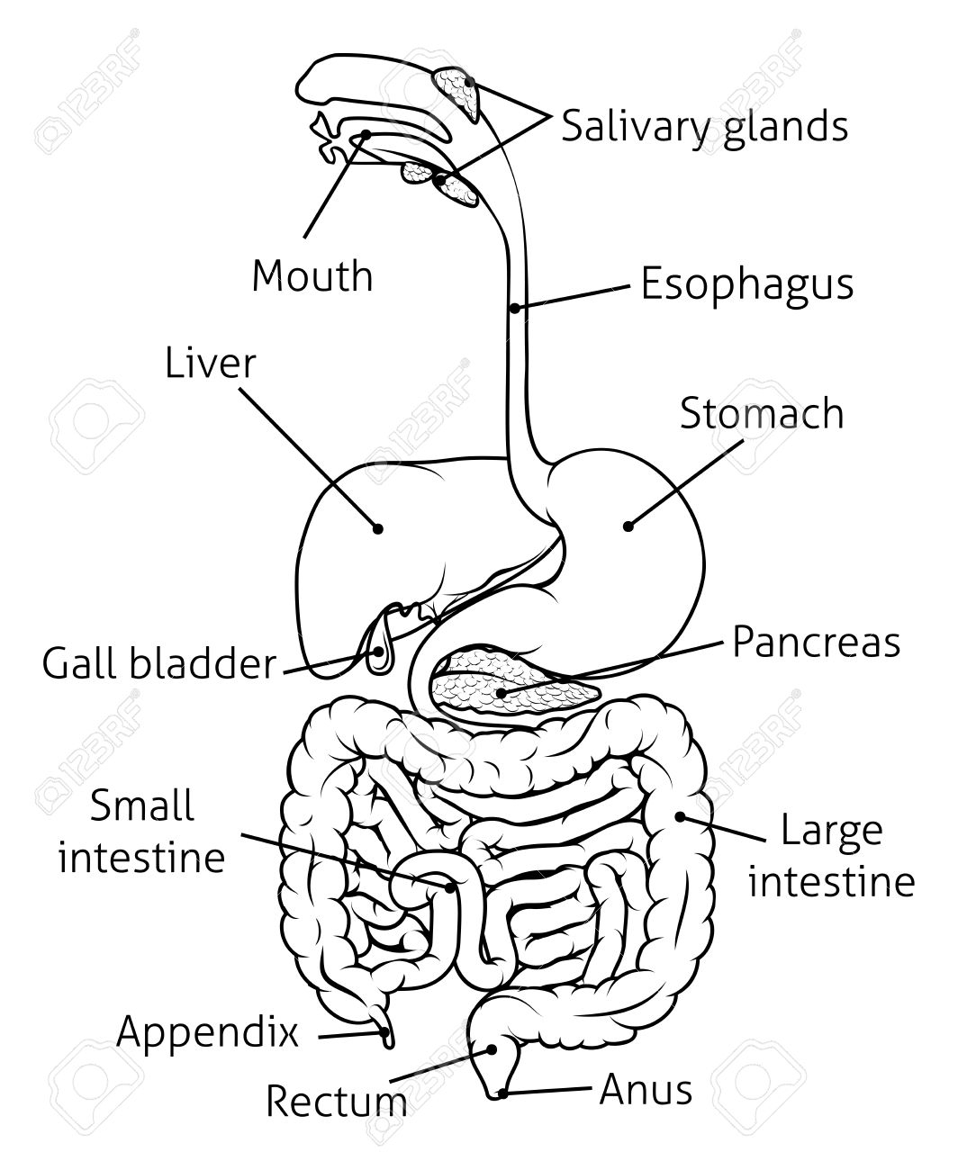 1064x1300 Digestive System Diagram Black And White