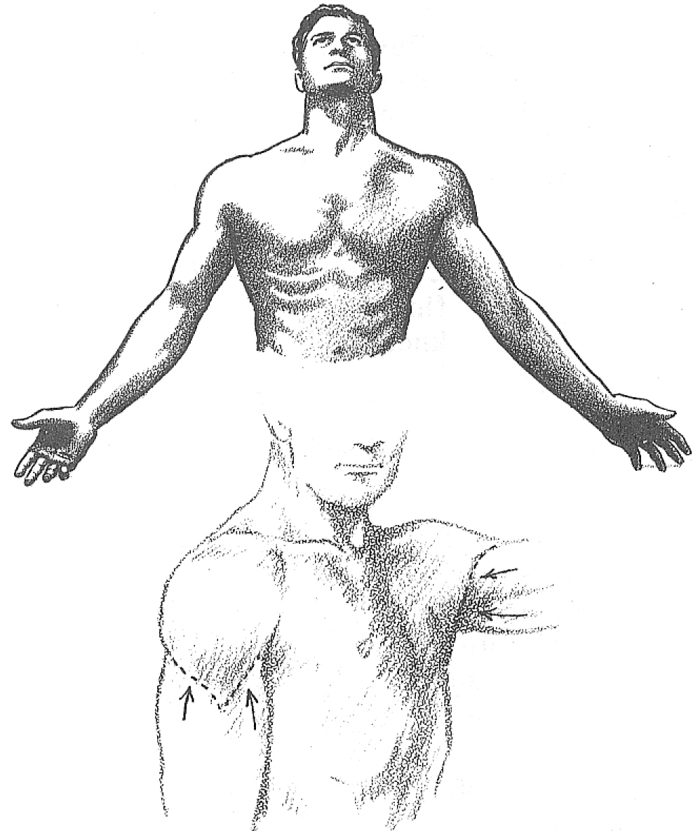 998x1184 Human Male Body Drawing With Labell How To Draw The Human Torso