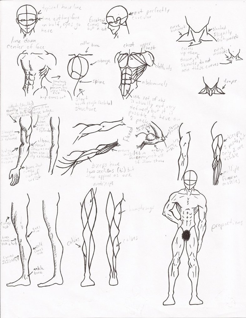 786x1017 Muscle Anatomy By Facepalmmaster