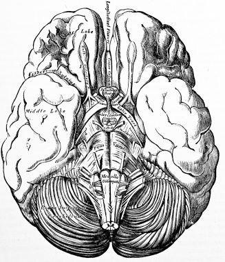 327x380 Anatomi Organlar 15 Anatomy Organs 15 Find Us On Gt Httpswww