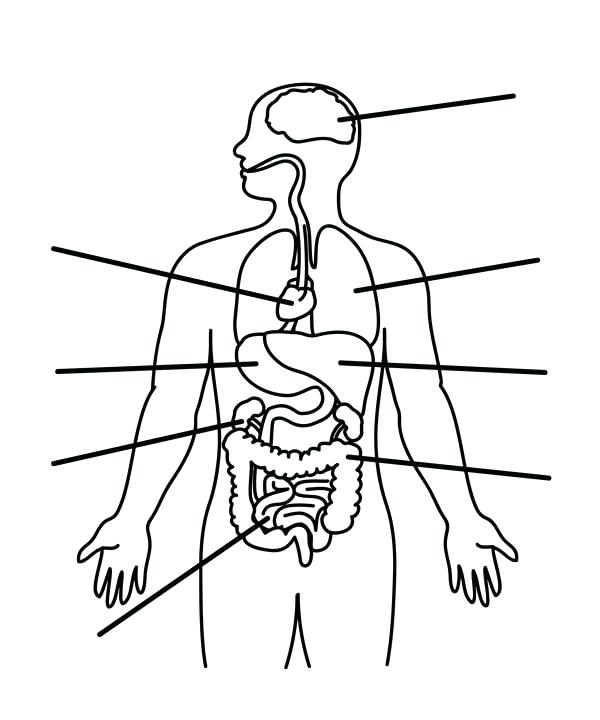 Diagram Of Internal Body Organs Human Organs Coloring Pages For Kids