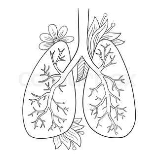 320x320 Vector Illustration Of Lungs. Doodle Drawing Of Human Organ