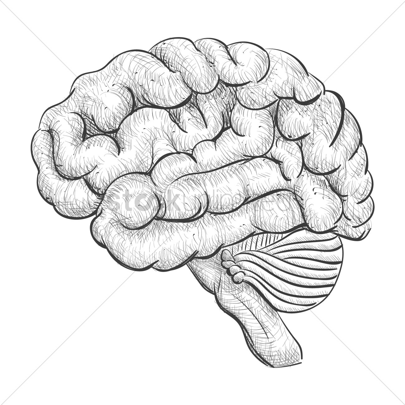 1300x1300 Brain Vector Image
