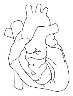 236x310 Outline Picture Parts Of The Human Body. Great For Students