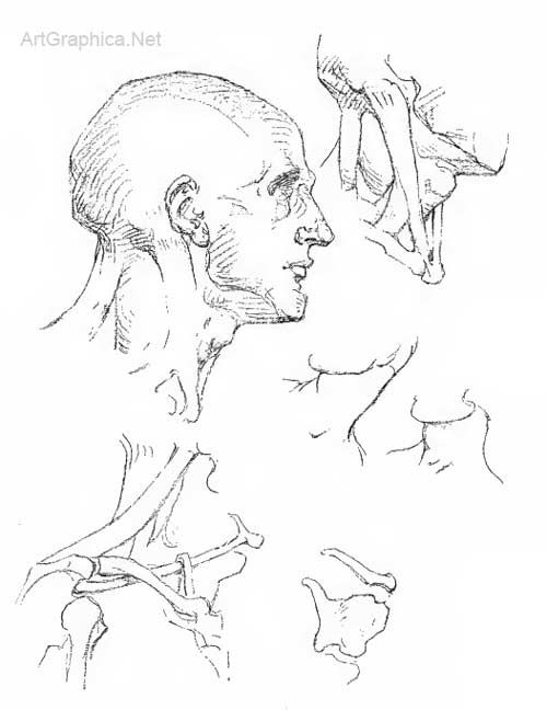 500x648 Human Head And Neck, Art Lessons Pencil Drawings