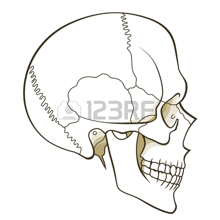 450x450 Human Skull Profile Royalty Free Cliparts, Vectors, And Stock
