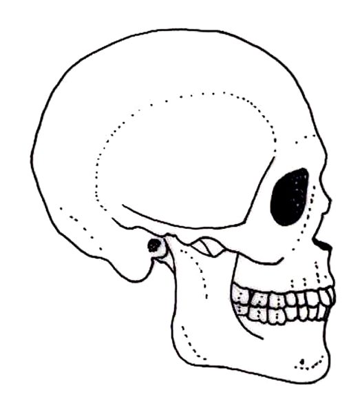 526x589 Side View Of A Human Skull