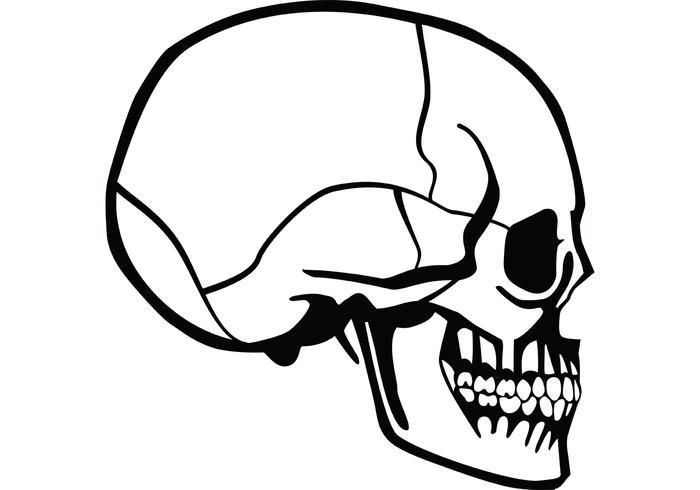 700x490 Skull Profile Vector