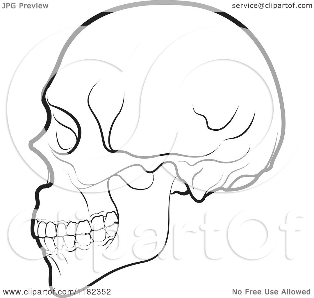 1080x1024 Clipart Of A Black And White Human Skull In Profile