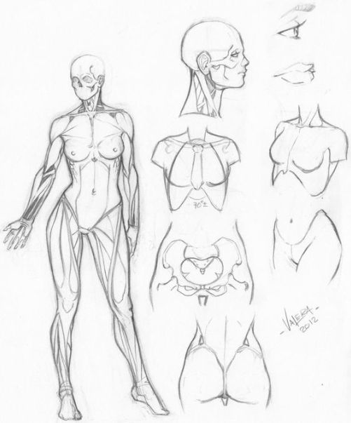 501x603 Pictures Female Human Anatomy Drawing References,