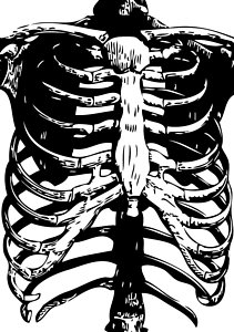 211x300 Human Rib Cage Posters Fine Art America