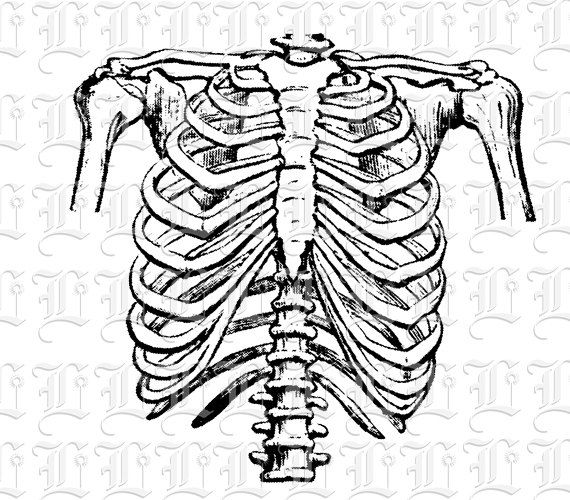 570x500 Rib Cage Clipart Black And White