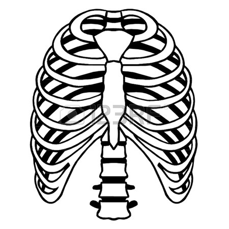 450x450 Rib Cage Stock Photos. Royalty Free Business Images