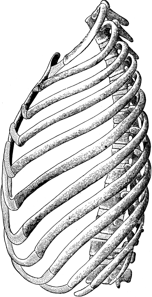525x1024 Ribs Of The Left Side Clipart Etc