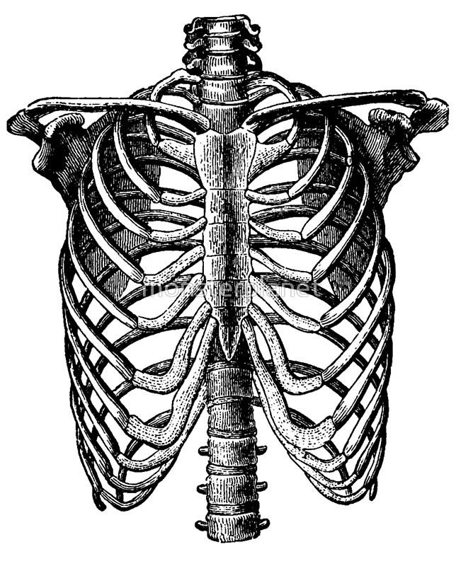 Drawing Ribcage Anatomy Rib Cage Skeleton Easy Drawings Bone Bones ...